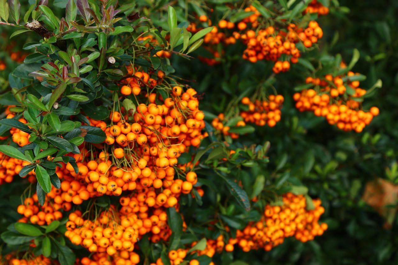 150+ Sea Buckthorn Seeds for Planting – Hippophae Rhamnoides Hardy Berry Shrub S