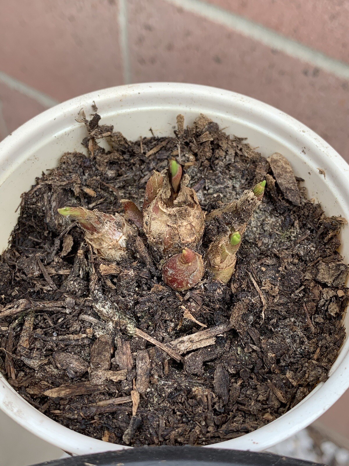 Tuberose Fragance 1 Clump,Bulbs 3+ Sz S/M Mixed, Rooted &Sprouted Ready To Plant