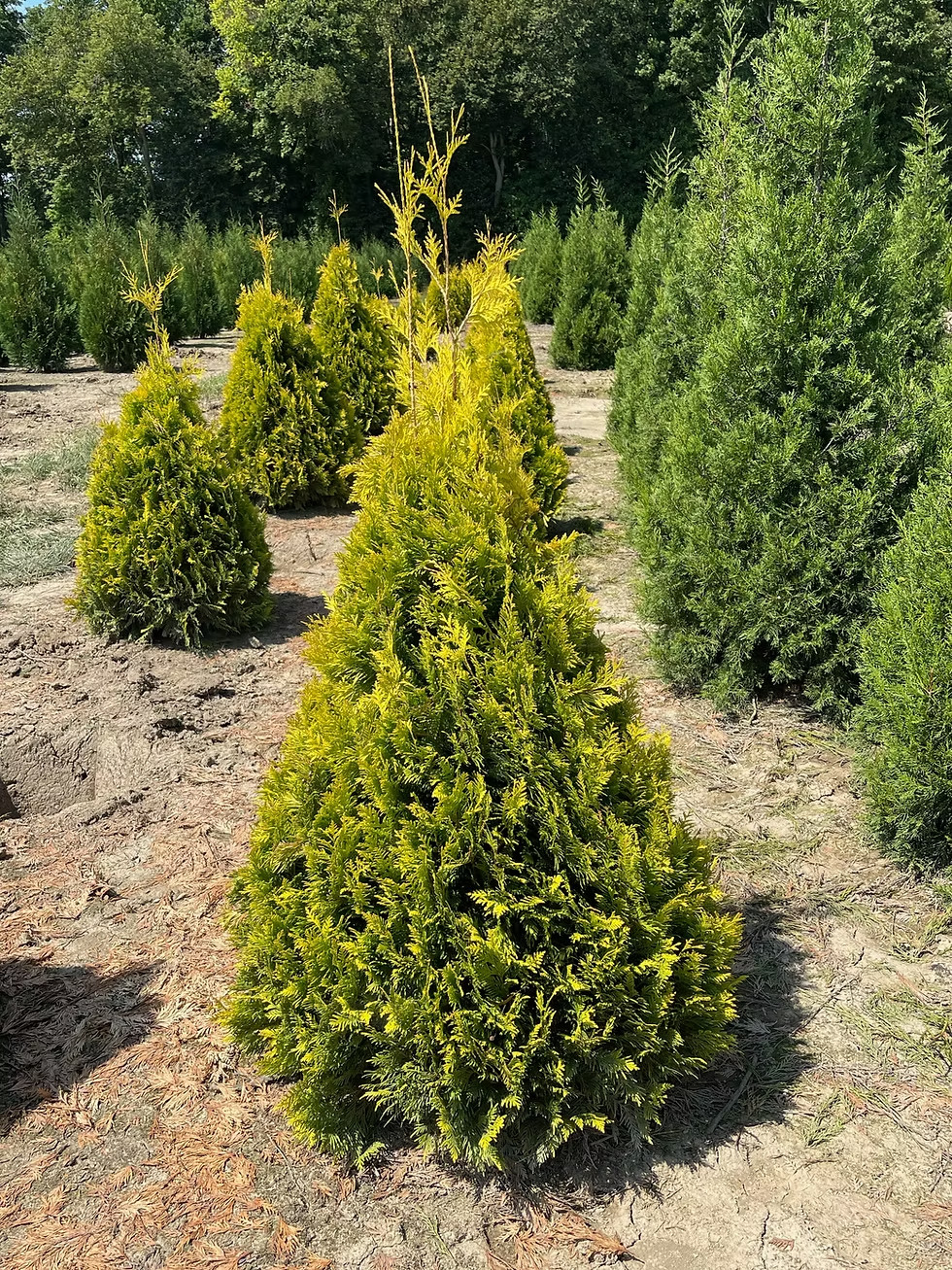 50 Sunkist Arborvitae (Thuja occidentalis) Seeds – Golden Evergreen Hedge