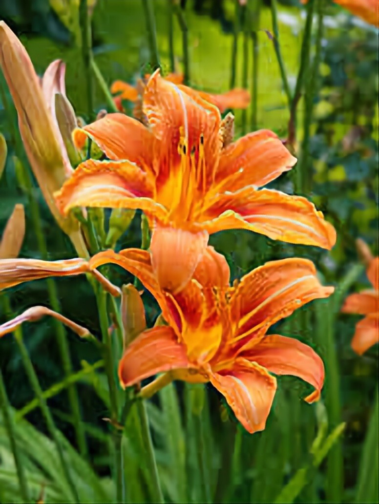✨5 Orange Day Lily Bare Root ✨