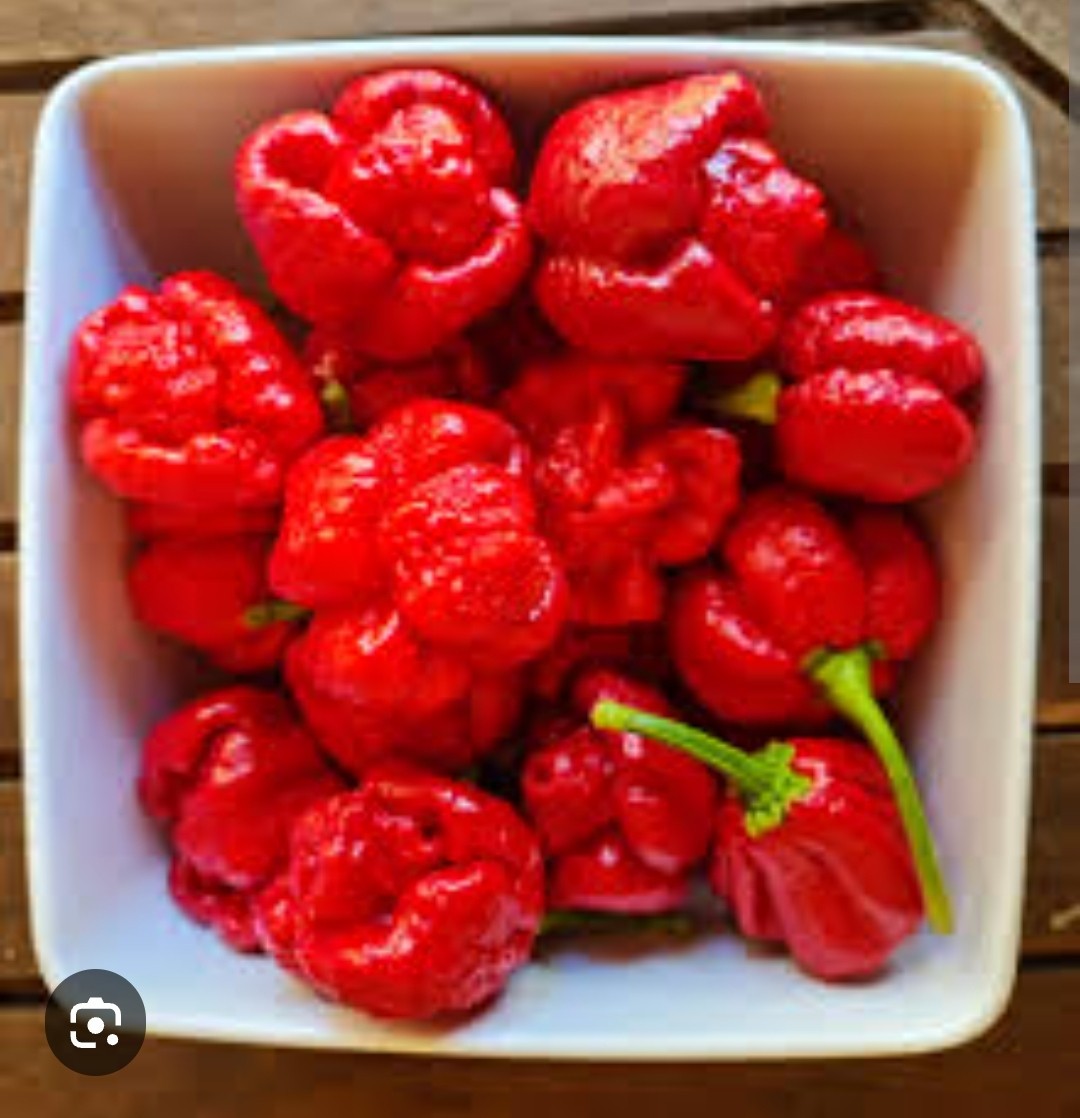 10 TRINIDAD MORUGA SCORPION CHILI PEPPER SEED FREE SHIPPING