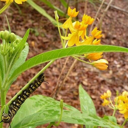 Yellow Milkweed Seeds “Silky Gold” (Asclepias curassavica) ✤ 40 Seeds