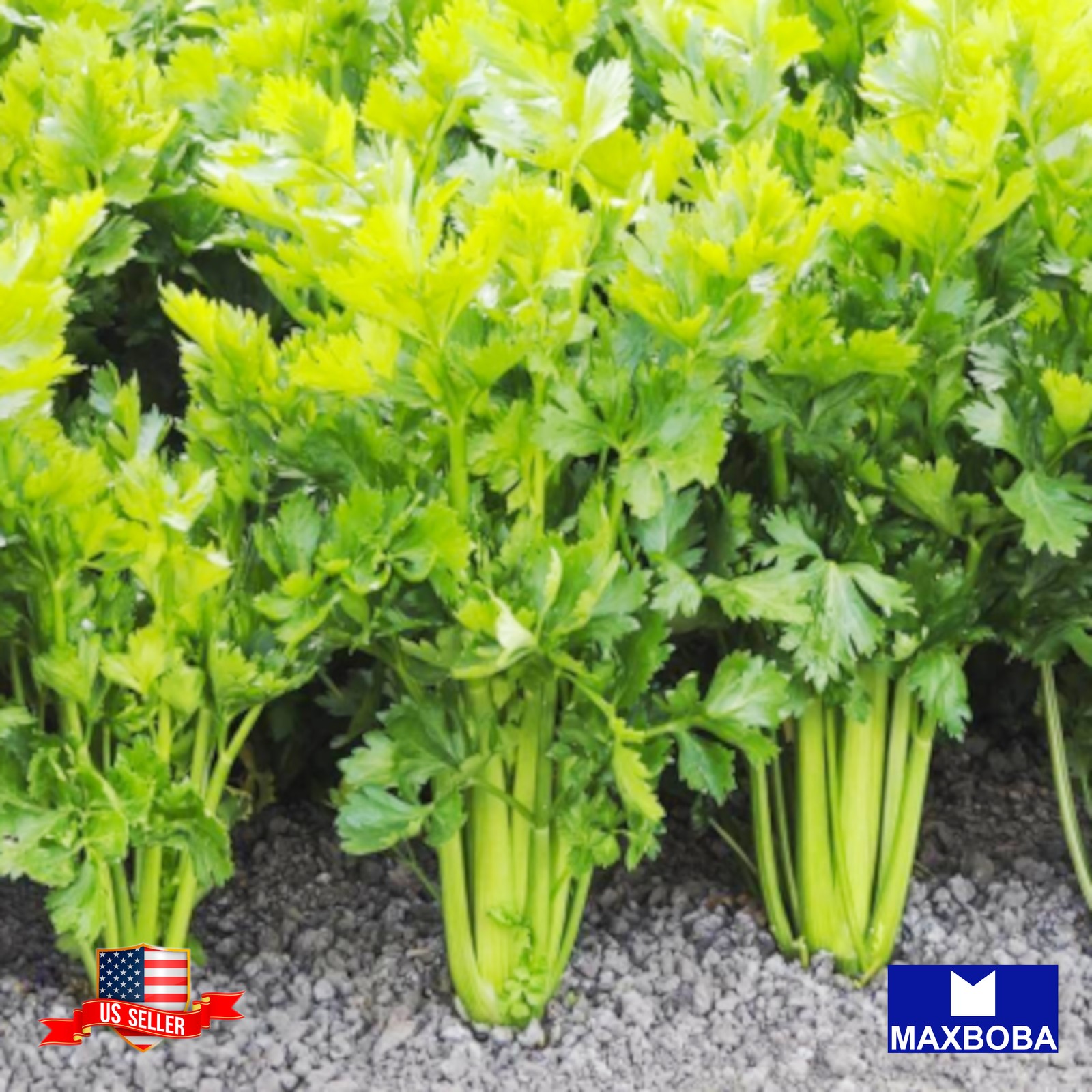 2000 Celery Chinese Seeds Yellow Stem Non-GMO Heirloom BOGO 50% OFF