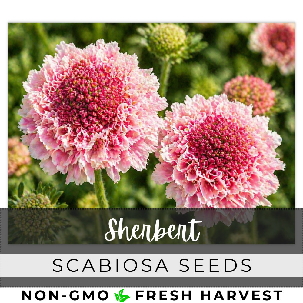 Sherbert Scabiosa Seeds 75+ Seeds Mum Flower, Flower Seeds, Annual