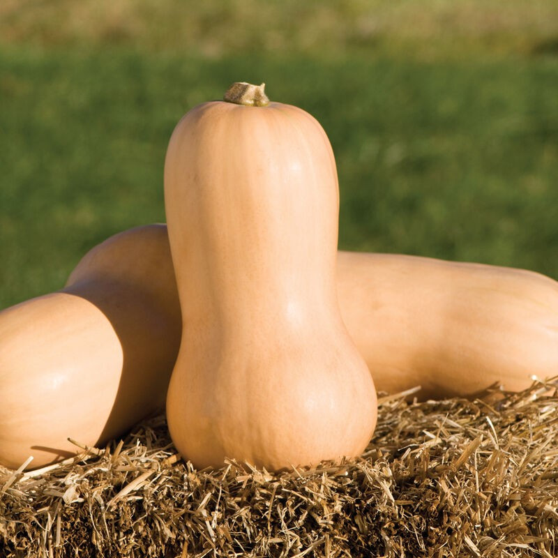 Waltham Butternut Squash Seeds, Organic, Homegrown, Non GMO, See Pics! (3 GRAMS)