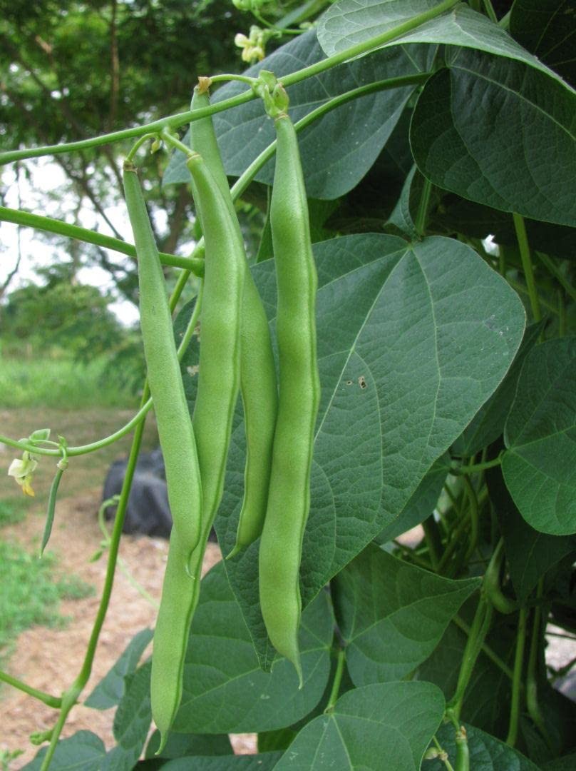 100+ Blue Lake Pole Bean Seeds for Planting Organic Heirloom Non GMO 1 Ounce …