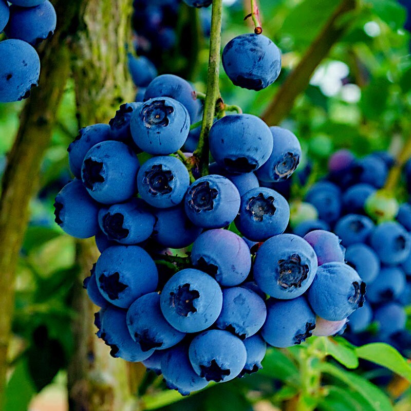 BLUEBERRY TREE SEEDS New Jersey Southern Highbush Cold Hardy Garden Fruit Plant