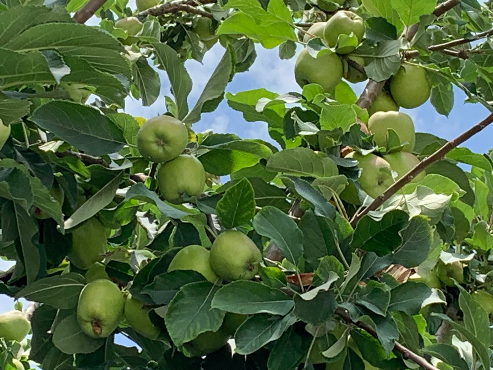 1 Seedling Grafted Fuji Apple Fruit Tree, A Grafted Seedling Tree App 30″ +