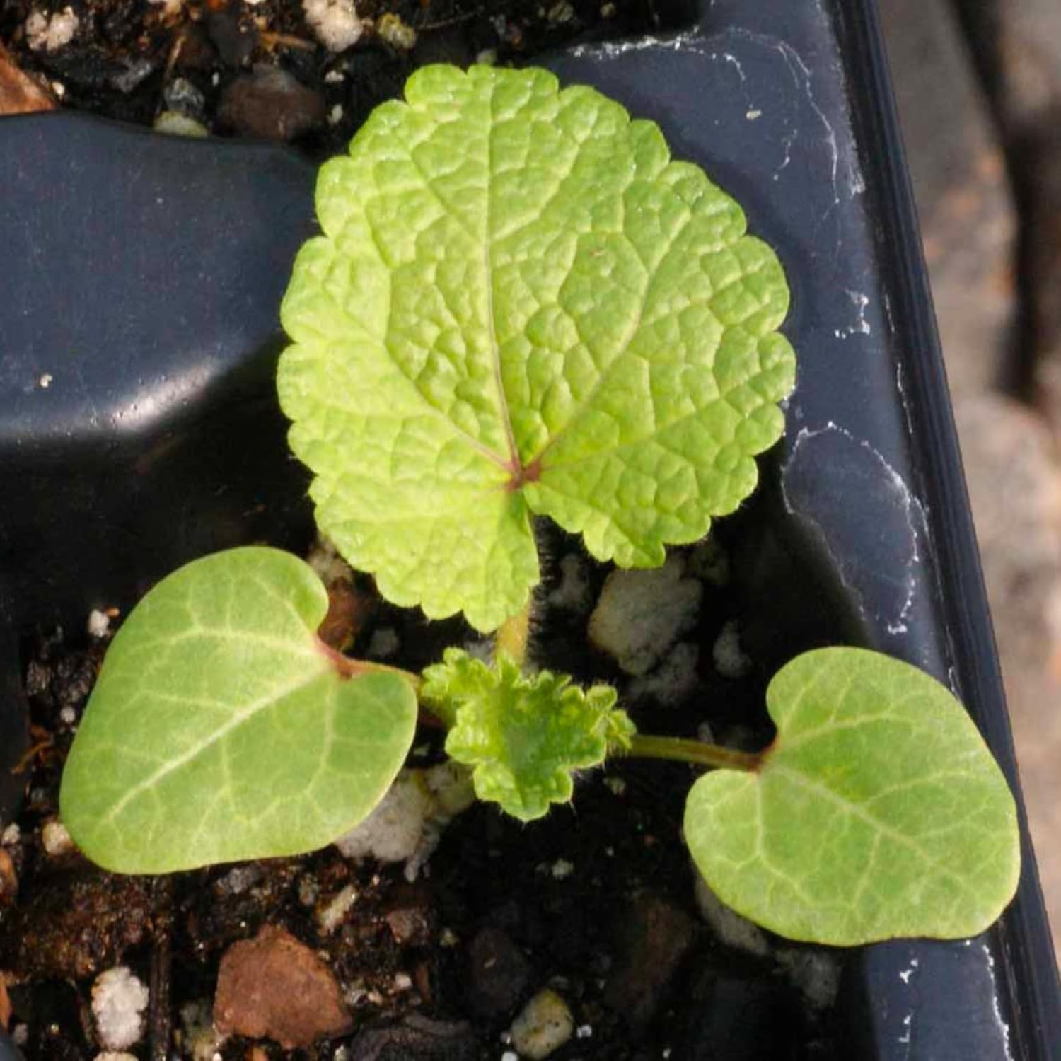 Mixed Carnival Hollyhock Seeds – Heirloom Seeds for Planting Alcea rosea – Bi…