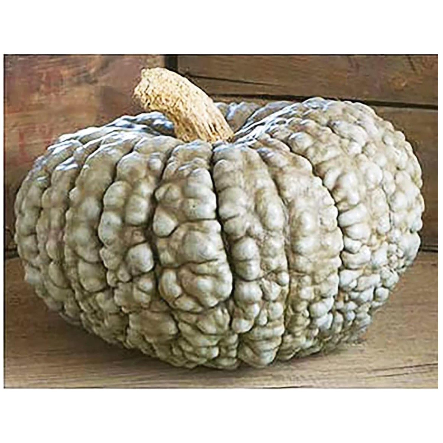 Bumpy Blue Pumpkin Seeds – 12 Seeds – Delicious & Decorative