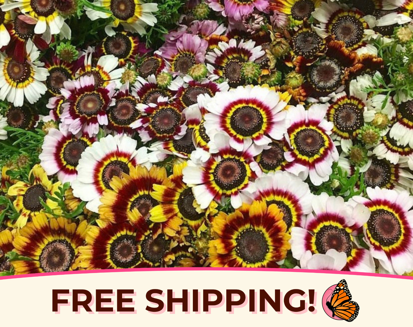 525+ Painted Daisy Flower Seeds | Annual Wildflower Garden Seed Packet, USA