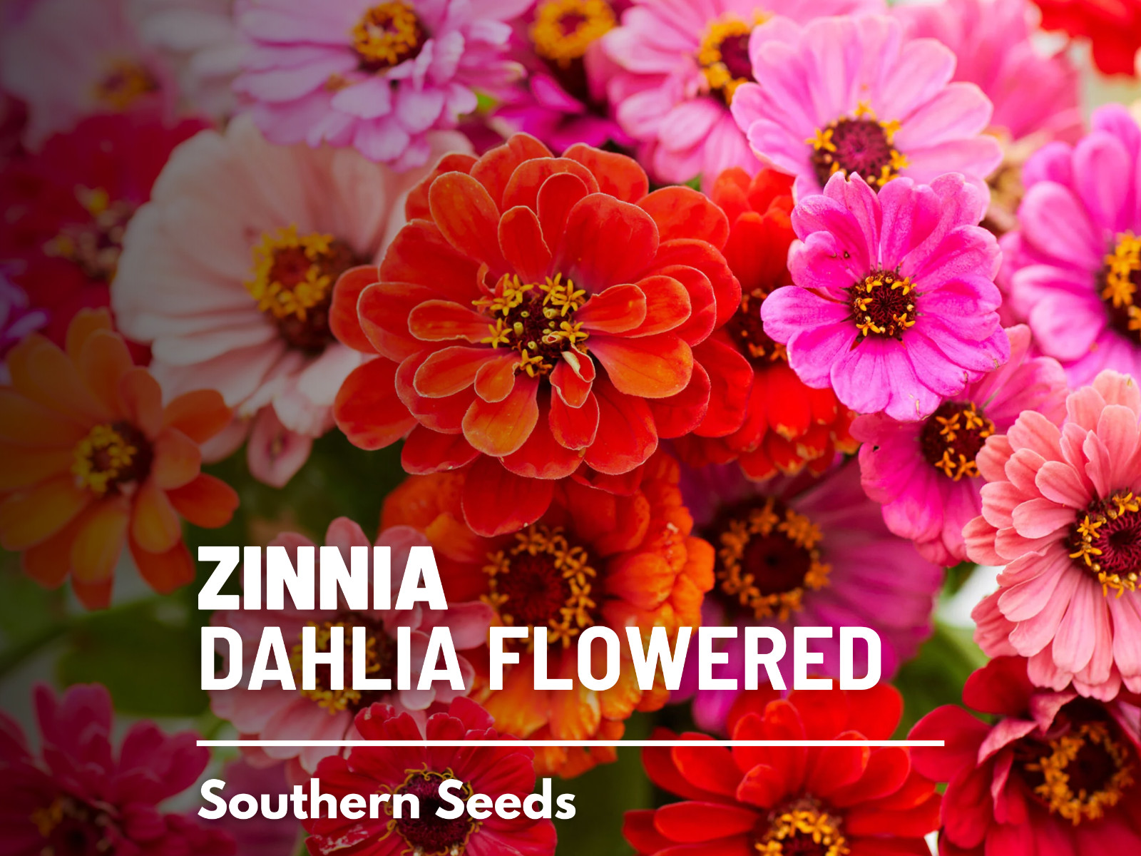 Zinnia, Dahlia Flowered seeds – Heirloom Flower (Zinnia elegans) – Double blooms