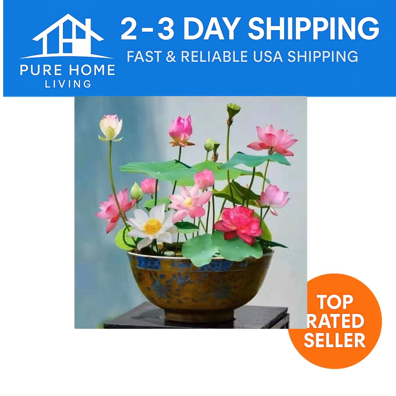 10pcs Colorful Lotus Seeds – Pink, Red & Green for Indoor/Outdoor Beauty