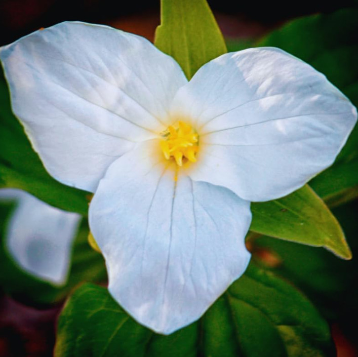 White Trillium – 5 Live Bulbs – Trillium Grandiflorum – No Ship to AK, HI & P.R.