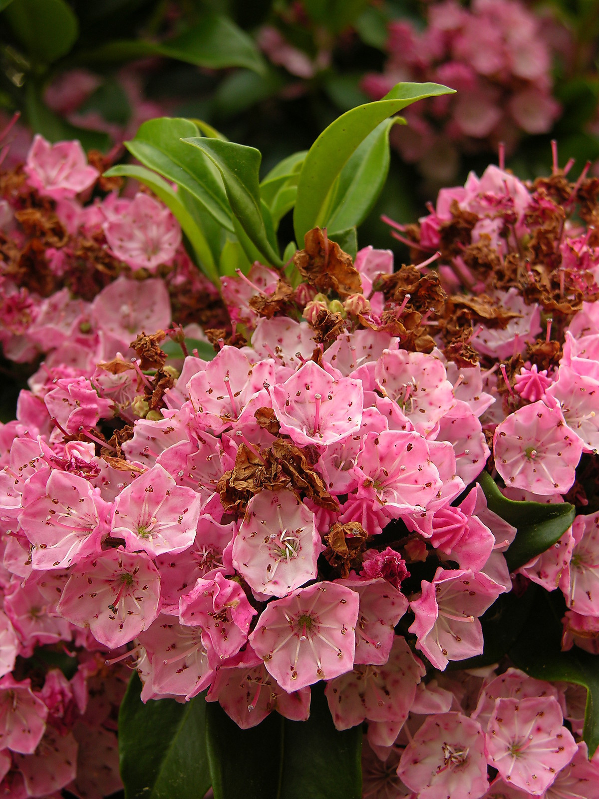 Kalmia latifolia MOUNTAIN LAUREL Seeds!