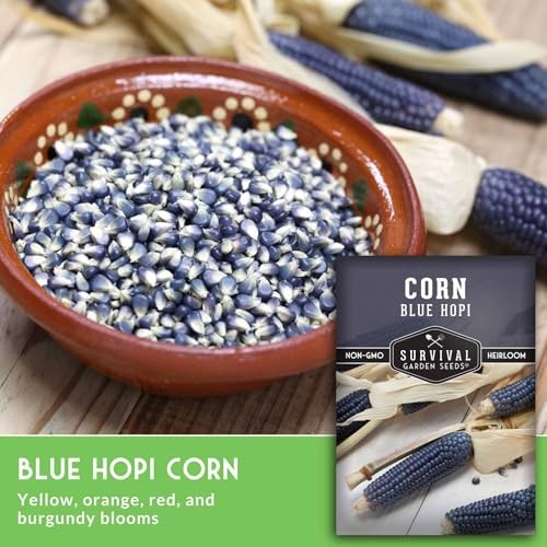 Blue Hopi Corn Seeds for Planting – Plant & Grow Heritage Blue Maize in Your 1
