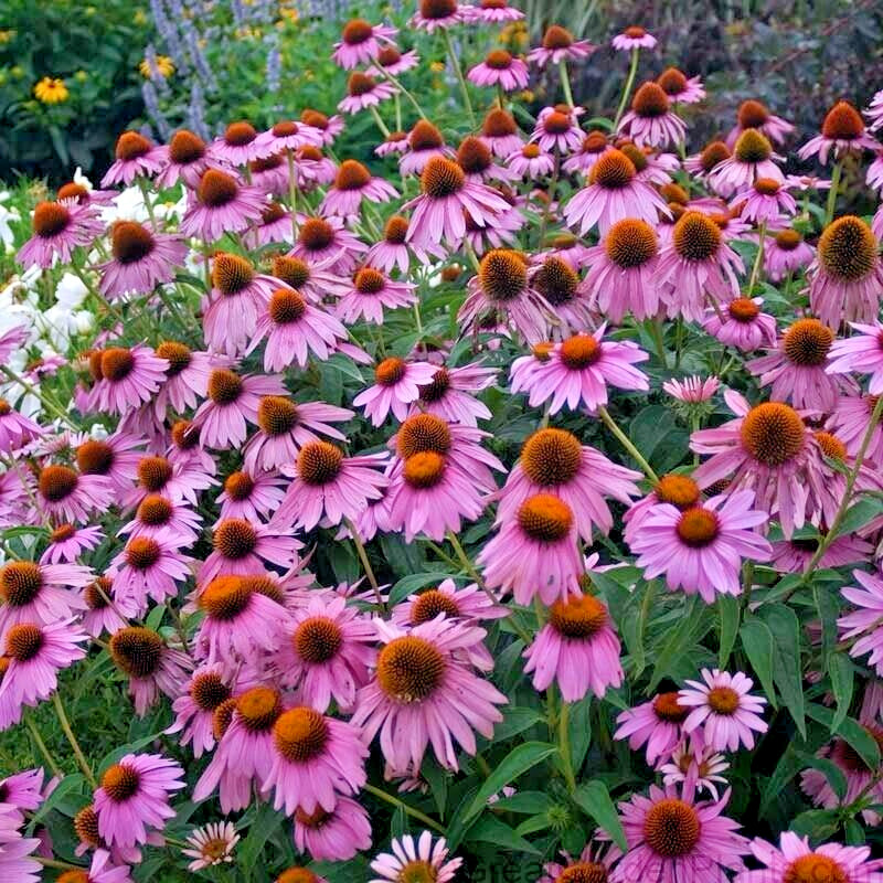 30 MANGUS PURPLE CONE FLOWER SEEDS – Echinacea purpurea ‘Magnus’