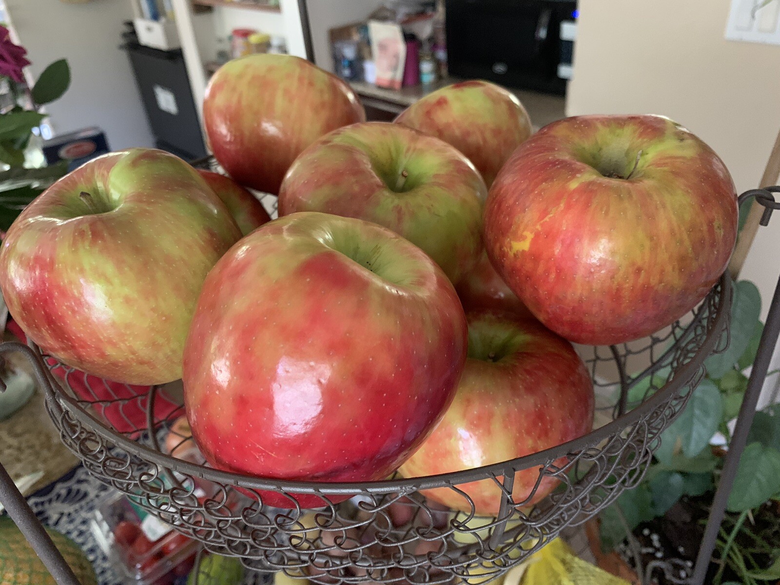5 Honeycrisp Apple Seeds Fruit Tree Organic USA Nongmo Homegrown Easy edible
