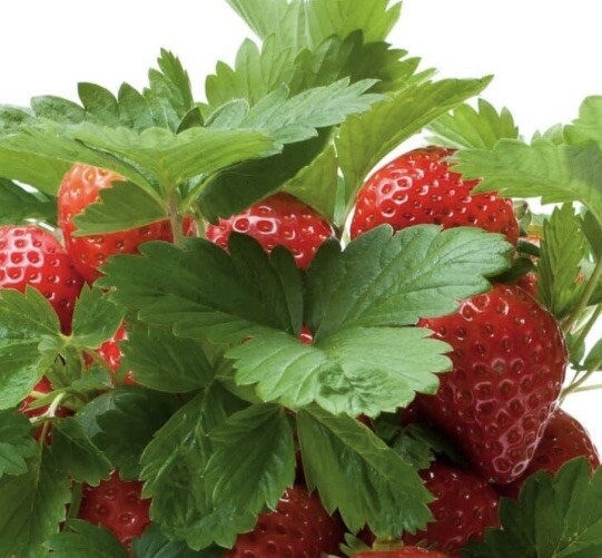 Buzzy Brand Stawberry Grow Kit Pot Complete Seeds Just Add Water