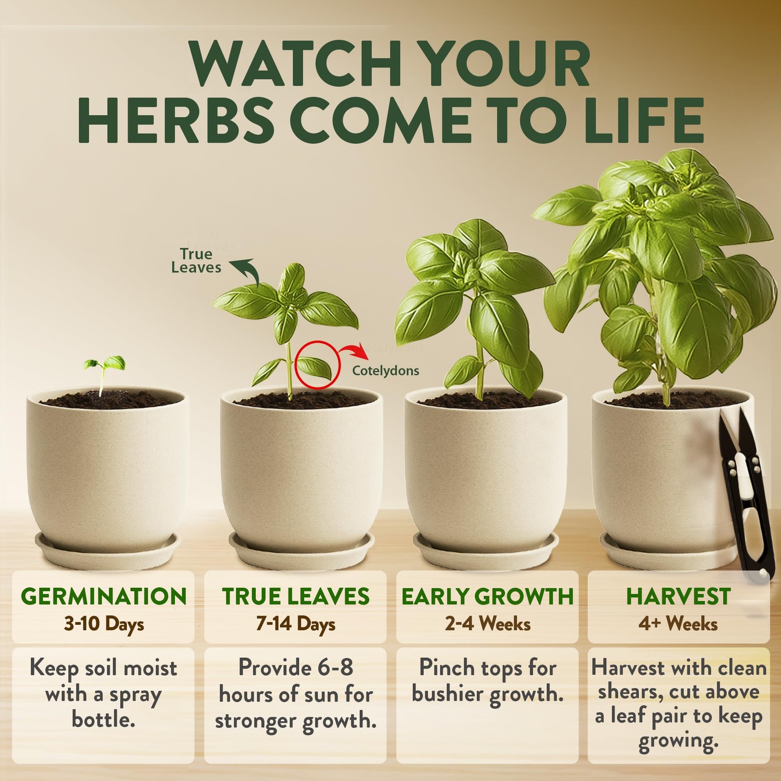 HOME GROWN Indoor Organic Herb Garden Kit, Unique Valentines Day Gift for Adu…