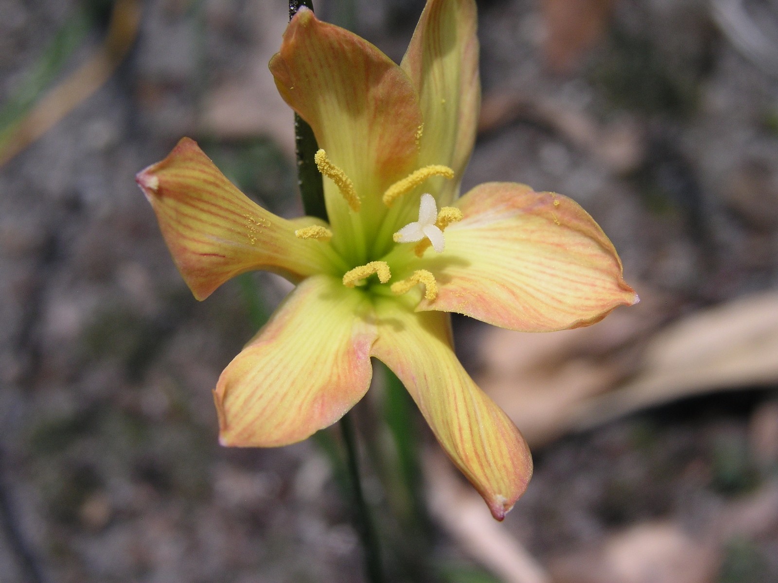 Rain Lily, Zephyranthes Twisted Sisters, 2 bulbs, NEW, RARE, habranthus