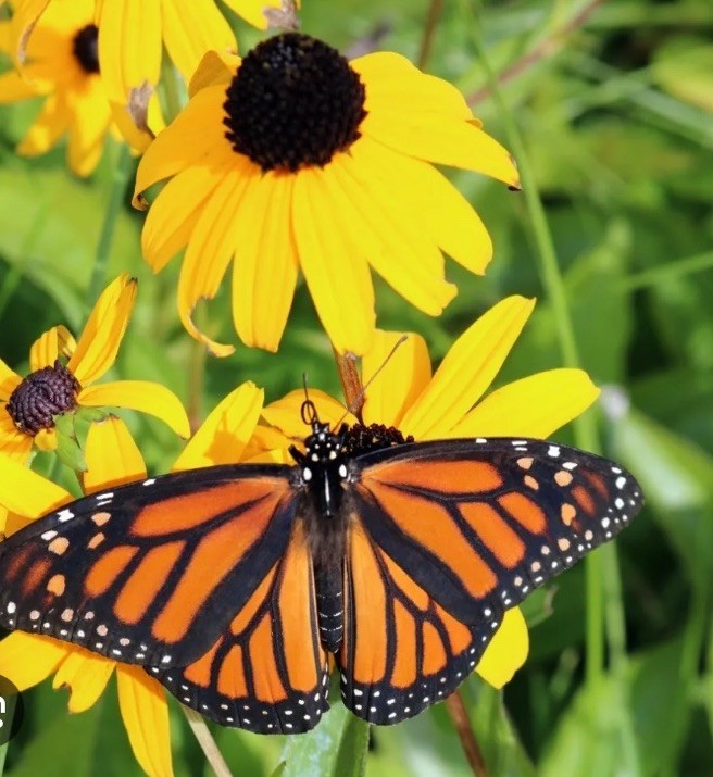 FreeBogo! 100+Black-eyed Susan Wild Flowers Native Organic Easy Grow Perenial