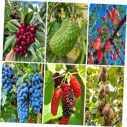 Mixed Fruits Seeds Pack for Planting, 430+pcs Grapes Apples Kiwis Jackfruit