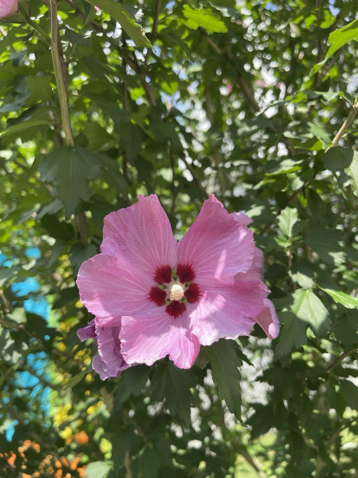 50 Pink Rose of Sharon Seeds (Hibiscus syriacus, Aphrodite Althea) 2024 Fall