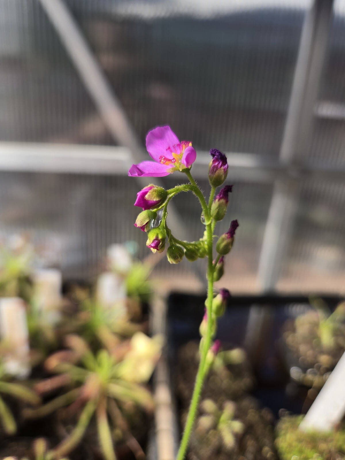SUNDEW SEEDS- Drosera Capensis (RED) 200+ Seeds