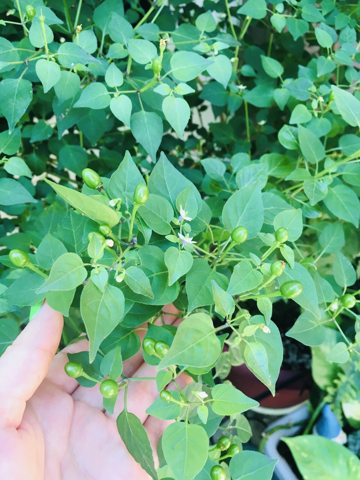 Wiri Wiri CHILE PEQUIN/TEPIN/PETIN…HOT HOT PEPPER, 25 FRSH HOME GROWN SEEDS