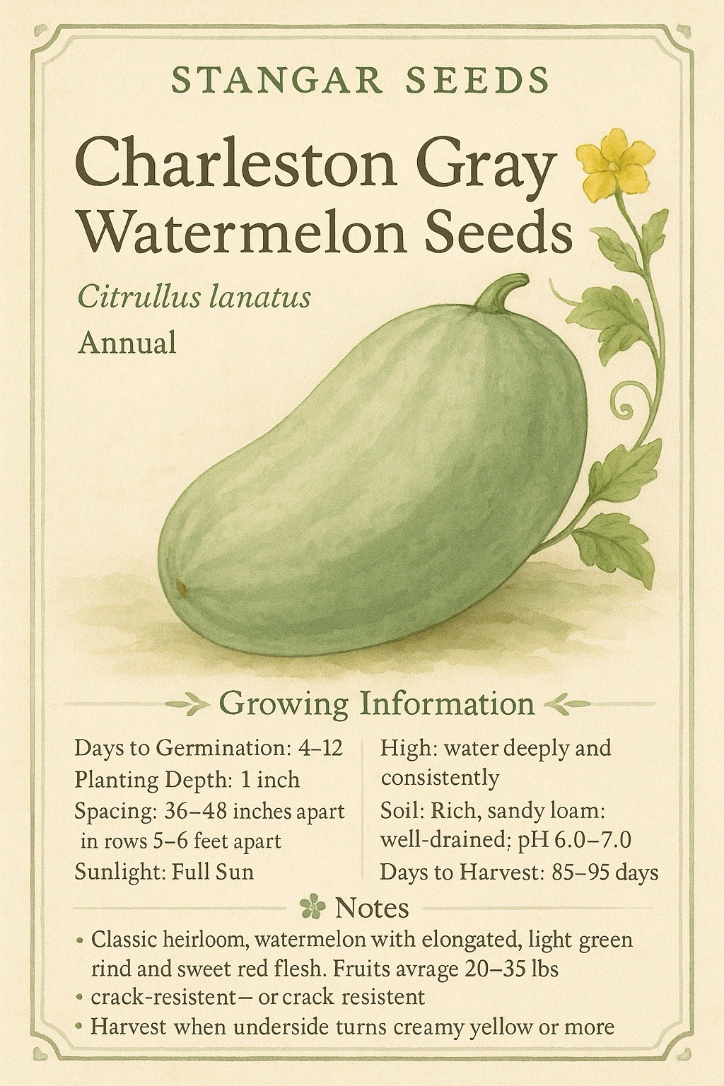 35 Charleston Grey Watermelon Seeds – Large Disease Resistant Super Sweet Picnic