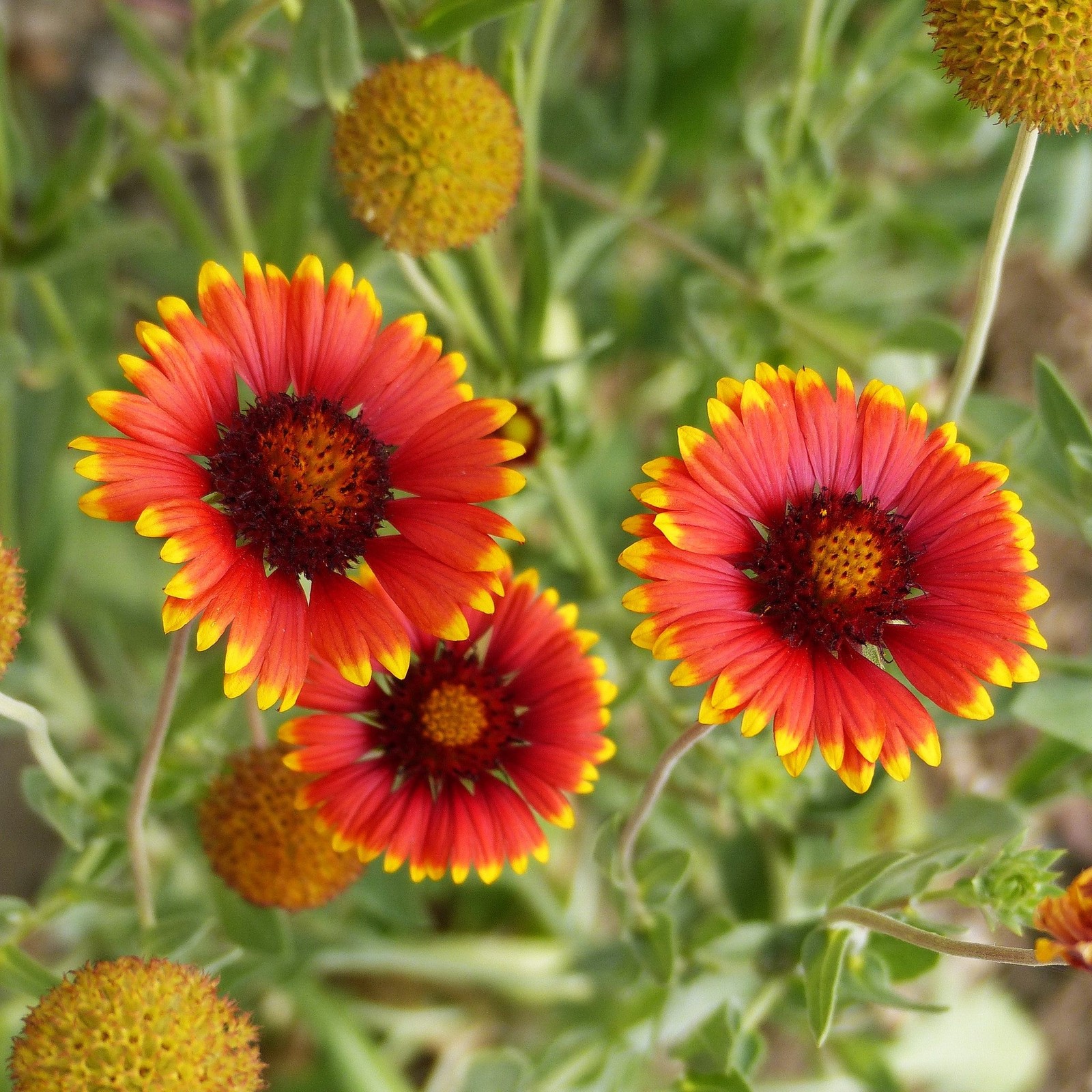 Perennial Blanket Flower Seeds – For 2025 Planting Gaillardia Aristata