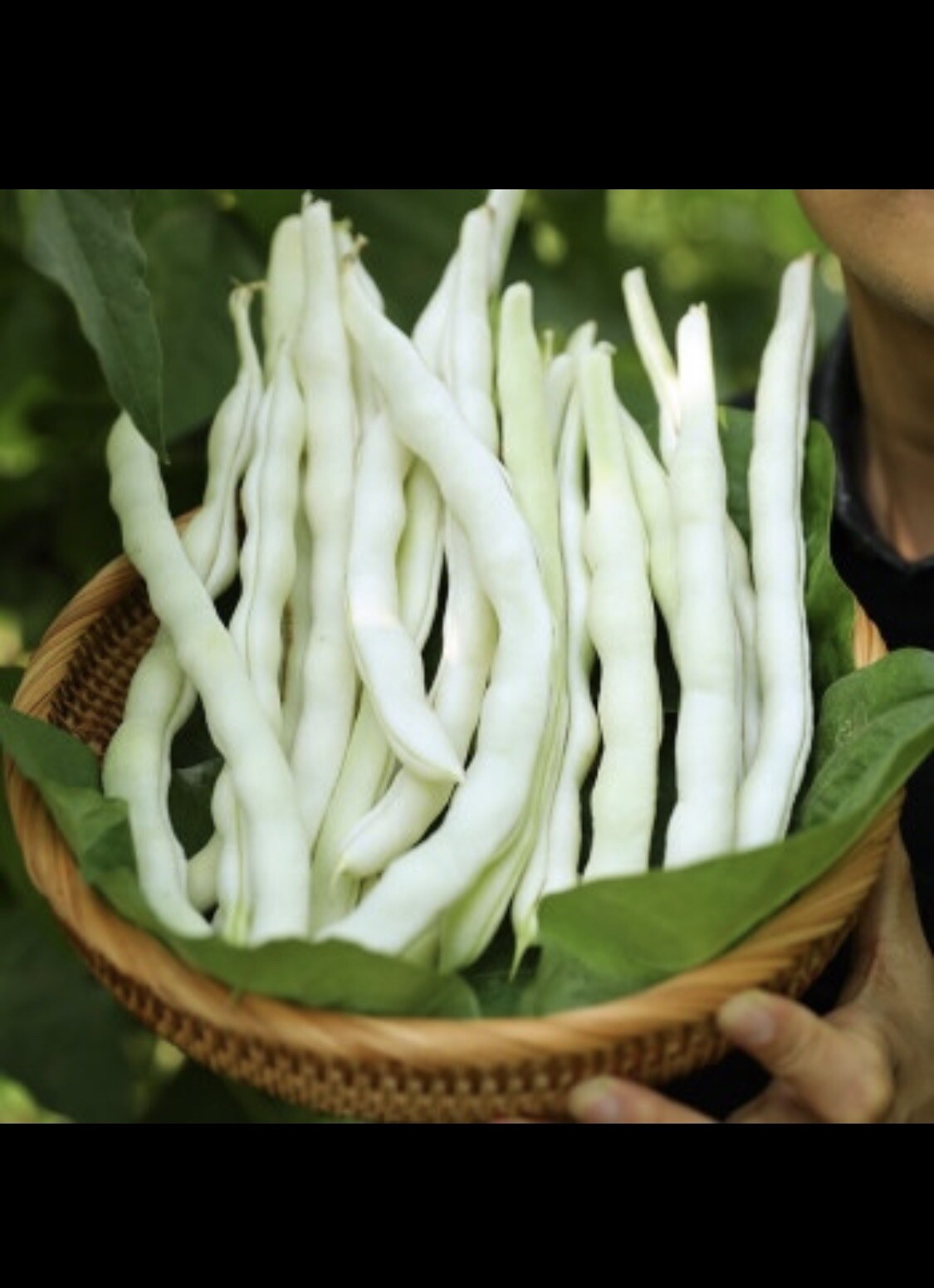 60 BAI BU LAO Chinese Romano Pole Bean Seeds 九粒白 白不老 架芸豆 USA FreeShip