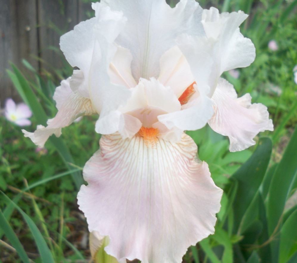 Beautiful Bearded Iris Rhizomes #62