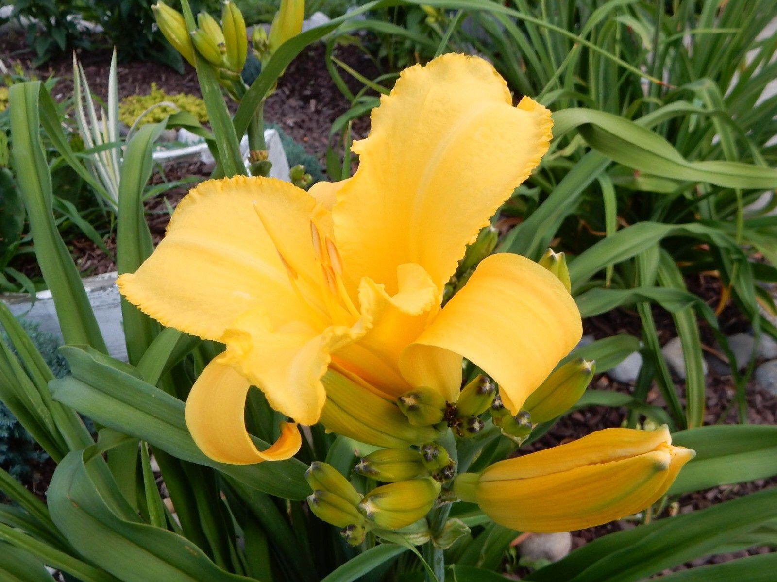Daylily Plant “MARY TODD” – Perennial – 10 Plants
