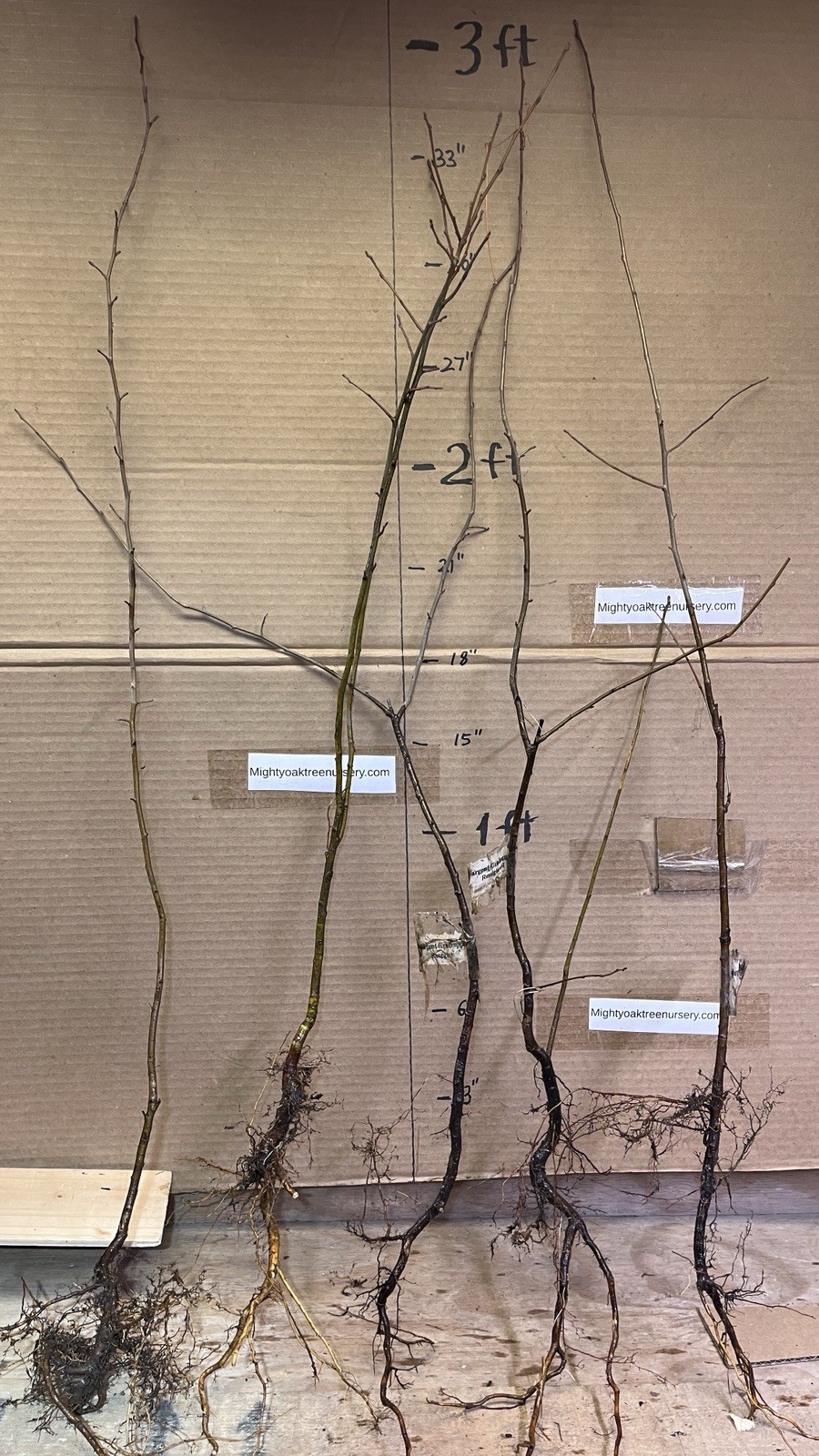 2-3 Year Old Crabapple Roseglow Sargent (Malus sargentii) Bare Root