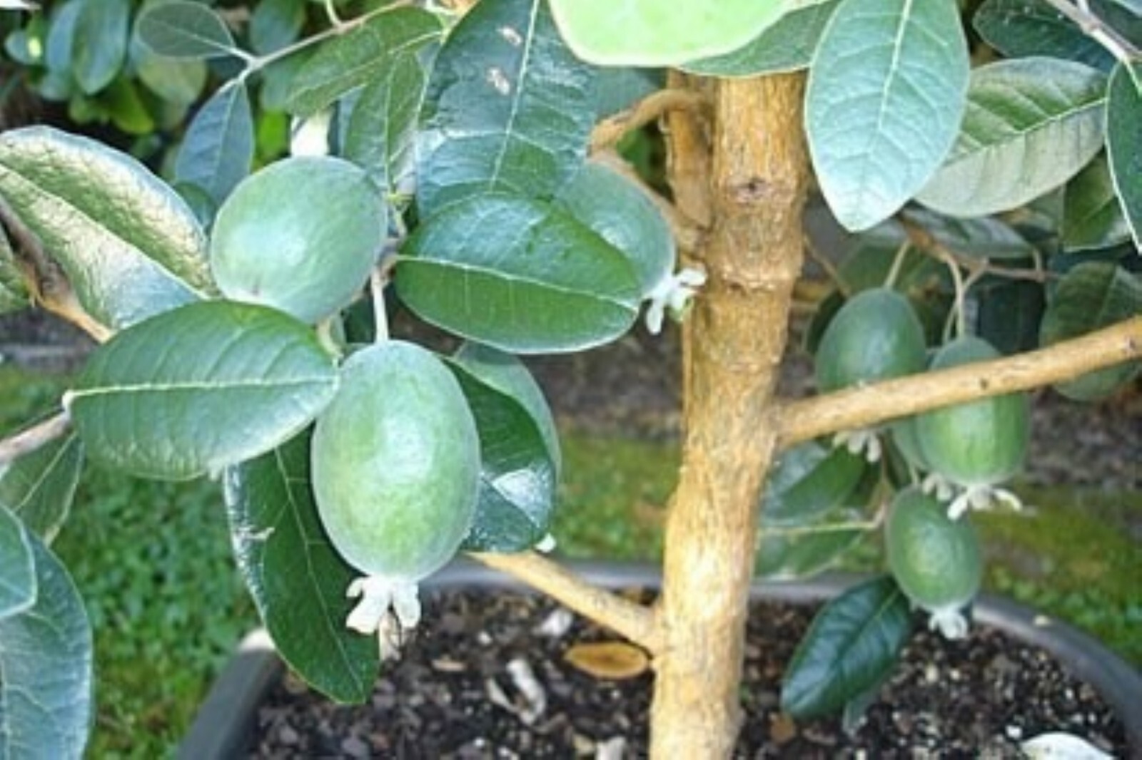 One Pineapple Guava Seedling, 1 gallon container, No Ship AK, HI