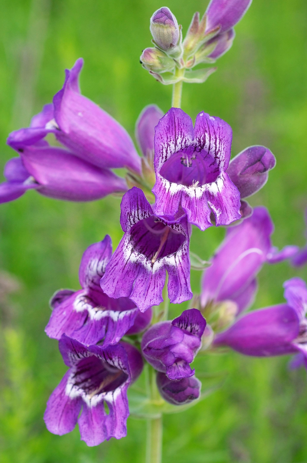 250 NATIVE MIX Beardtongue PENSTEMON Grandiflorus Strictus Cobaea + Flower Seeds
