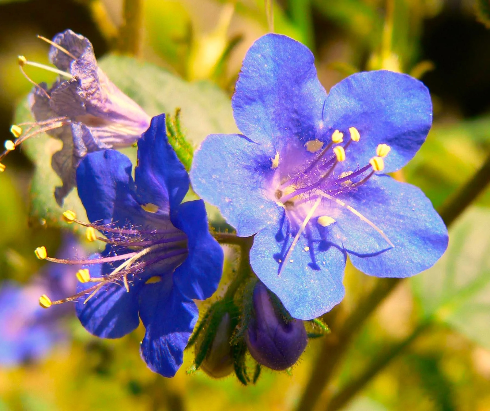 California Bluebell Seeds | Phacelia Blue Canterbury Wild Desert Bells Seed 2025