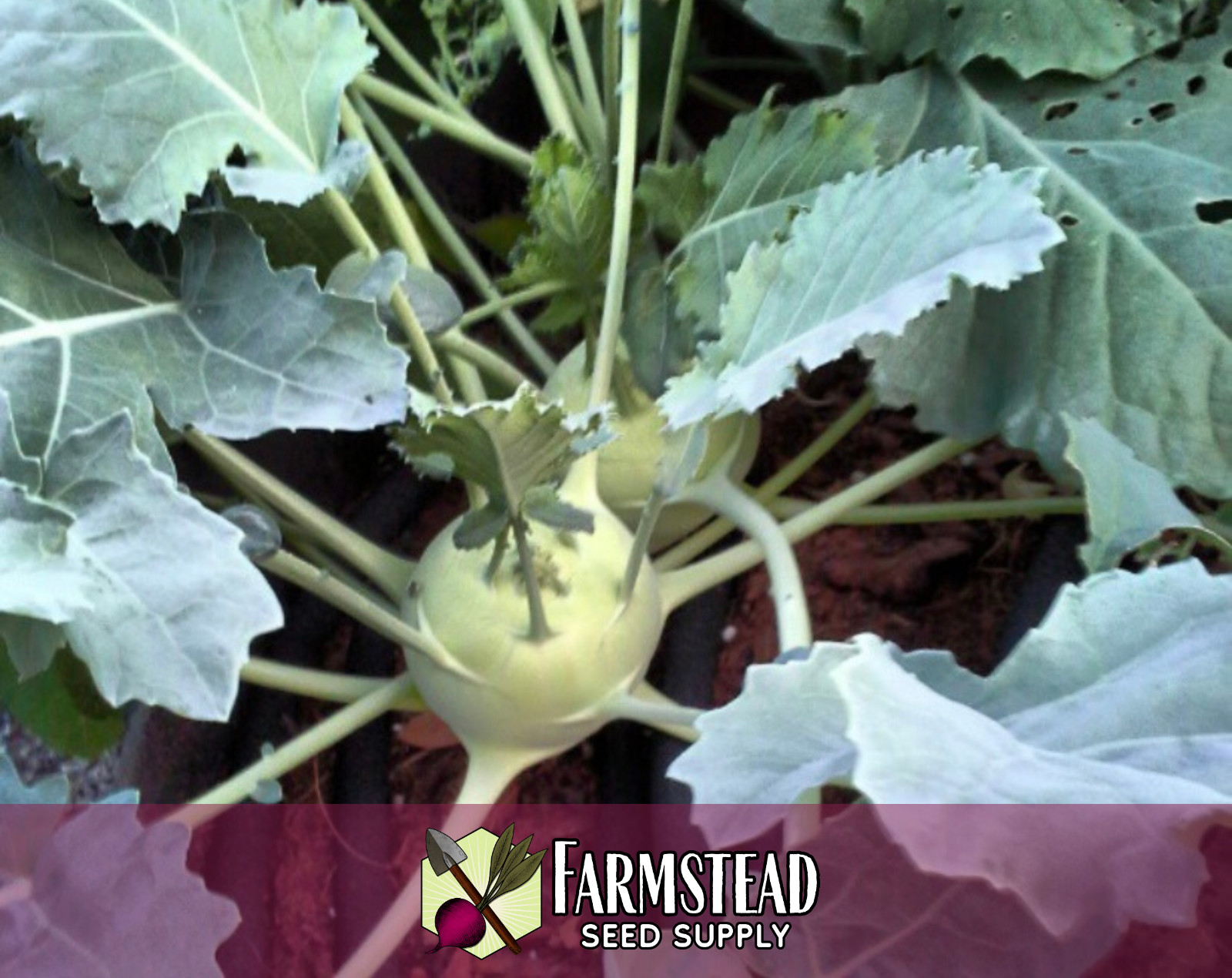 2,600+ Kohlrabi Seeds [Early White Vienna] Heirloom Vegetable Garden, Non-GMO