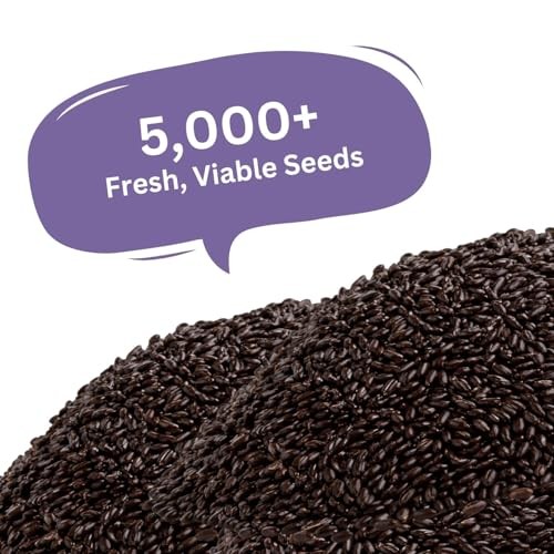 English Lavender Seeds — 5,000+ Seeds — 0.25 oz Resealable Packet of Non-GMO