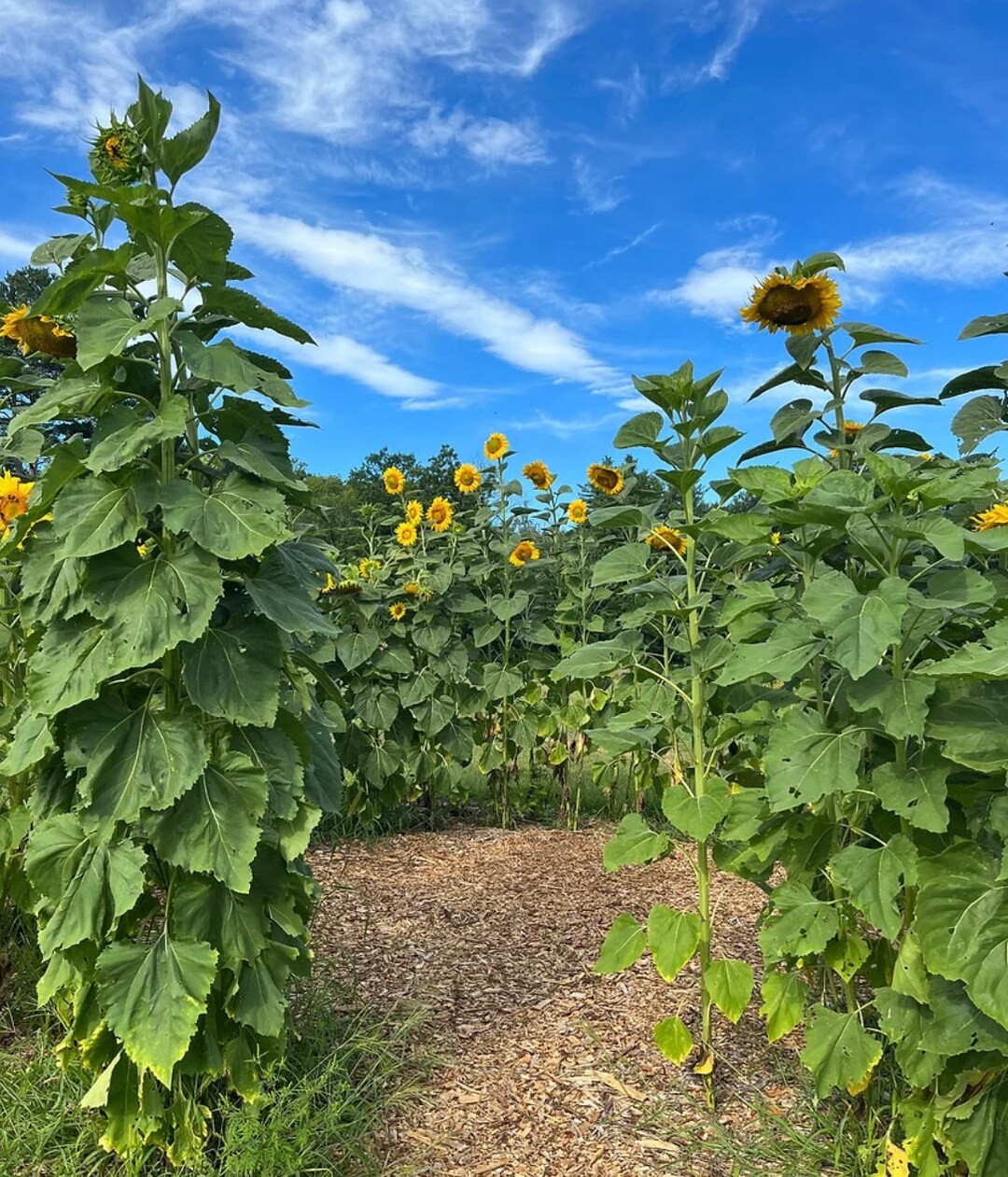 Kong Hybrid Sunflower Seeds Free Shipping!