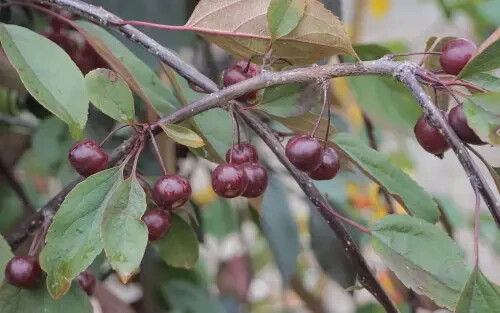 25+ Royal Beauty Crabapple Seeds for Garden Planting – USA – FREE SHIPPING!