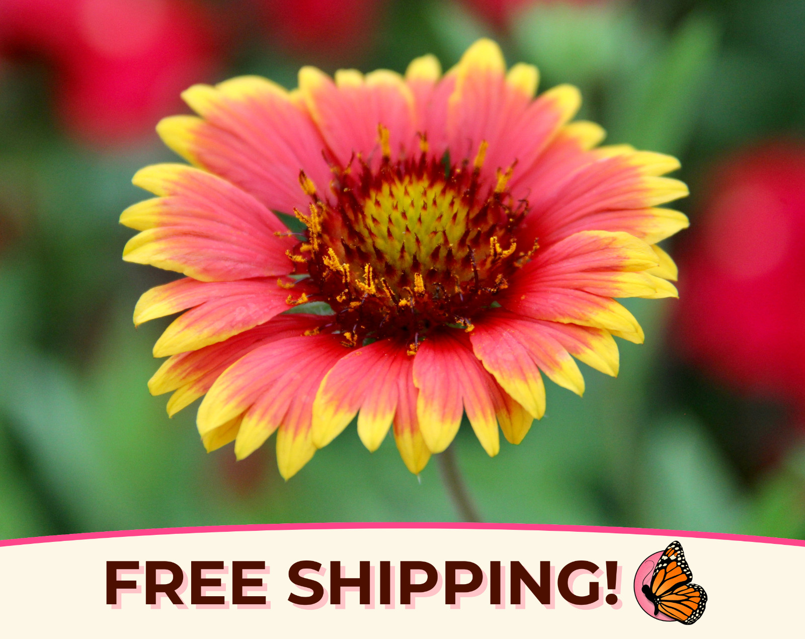 425+ Blanketflower Seeds | Perennial Wildflower Gardening Flower Seed Packet