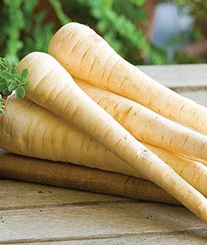 Hollow Crown Parsnip Seeds (25+ Seeds)