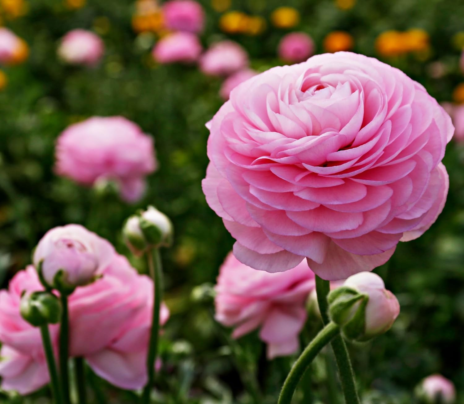 Complete Spring Flower Bulb Garden – 10 Bulbs Ranunculus Bulbs Continuous Blooms