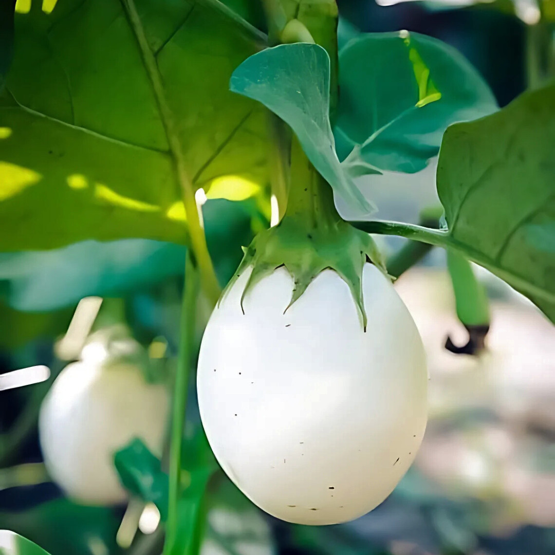 Fresh Japanese White Egg Eggplant Seeds | Heirloom Non-GMO | Asian Vegetables