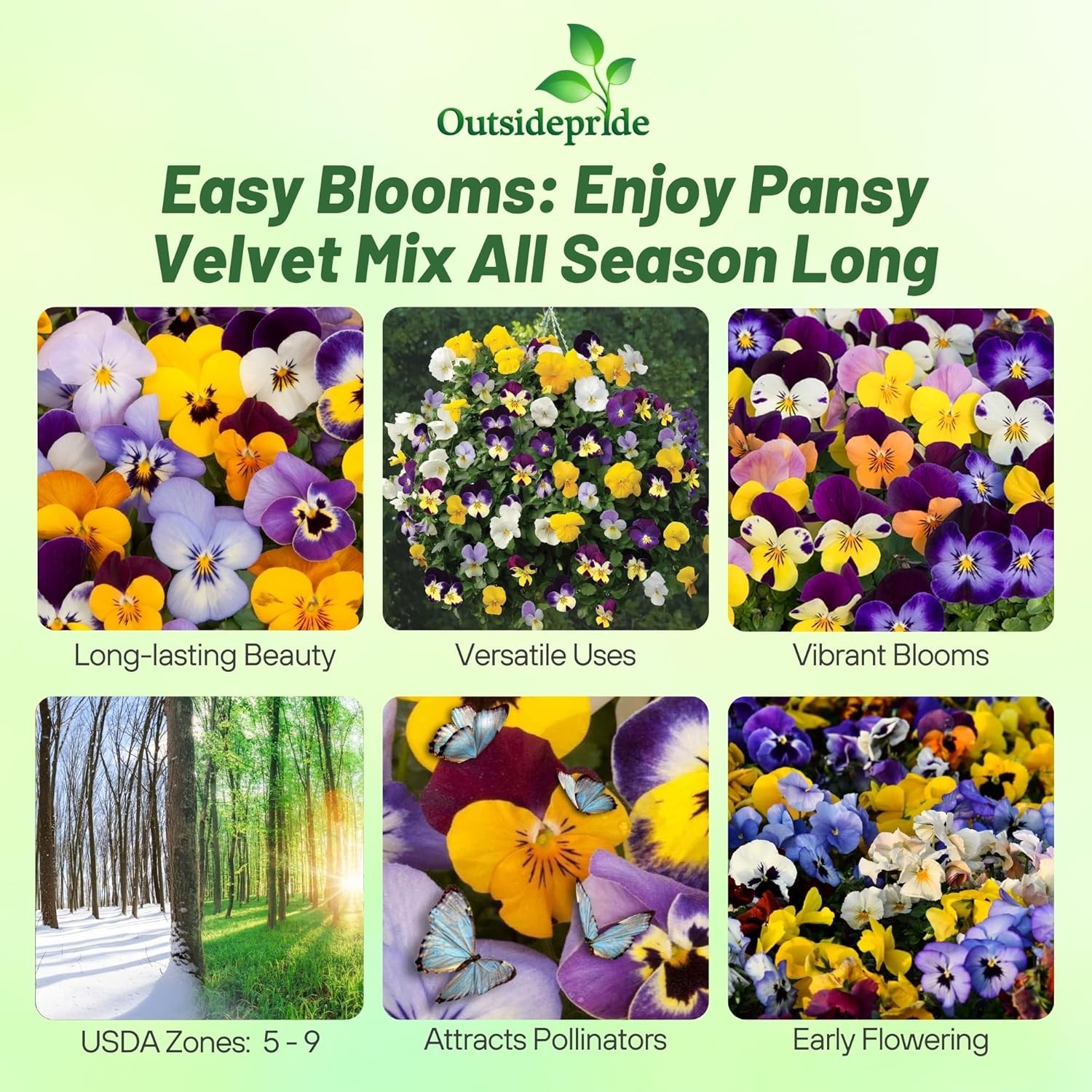 1000 Seeds Pansy Seeds – Velvet Pansy Flower Seed Mix