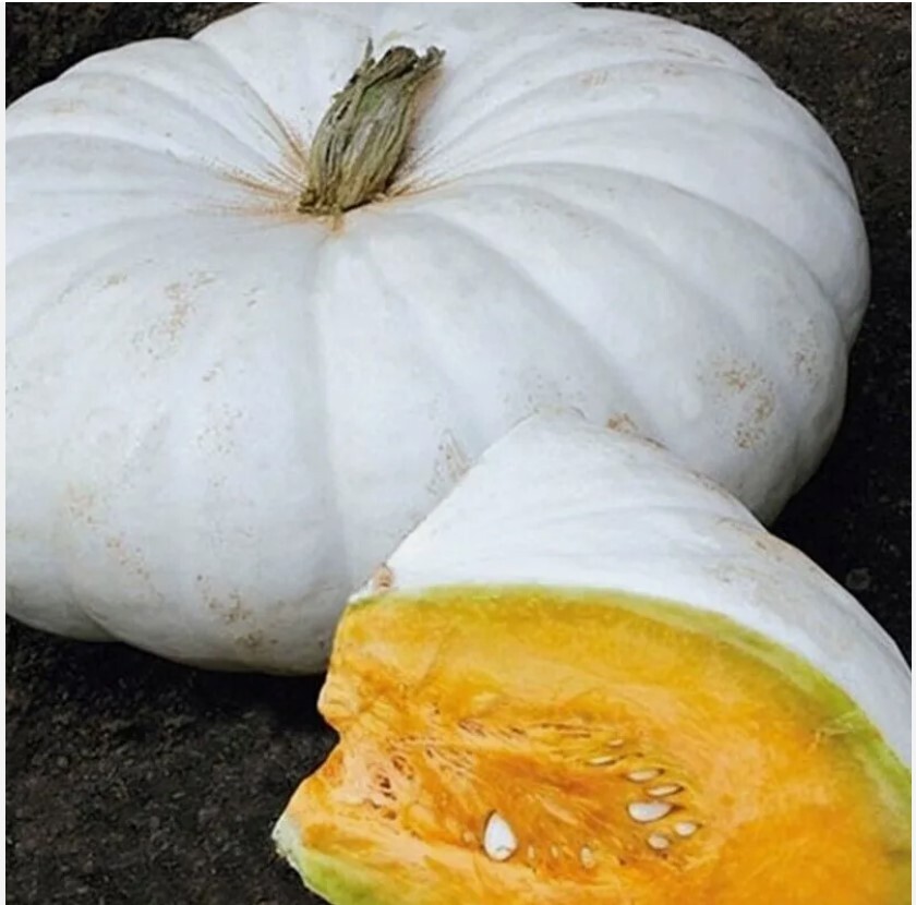 White Flat Boer Ford Stacker Pumpkin Seeds Cucurbita Vegetable Organic Heirloom
