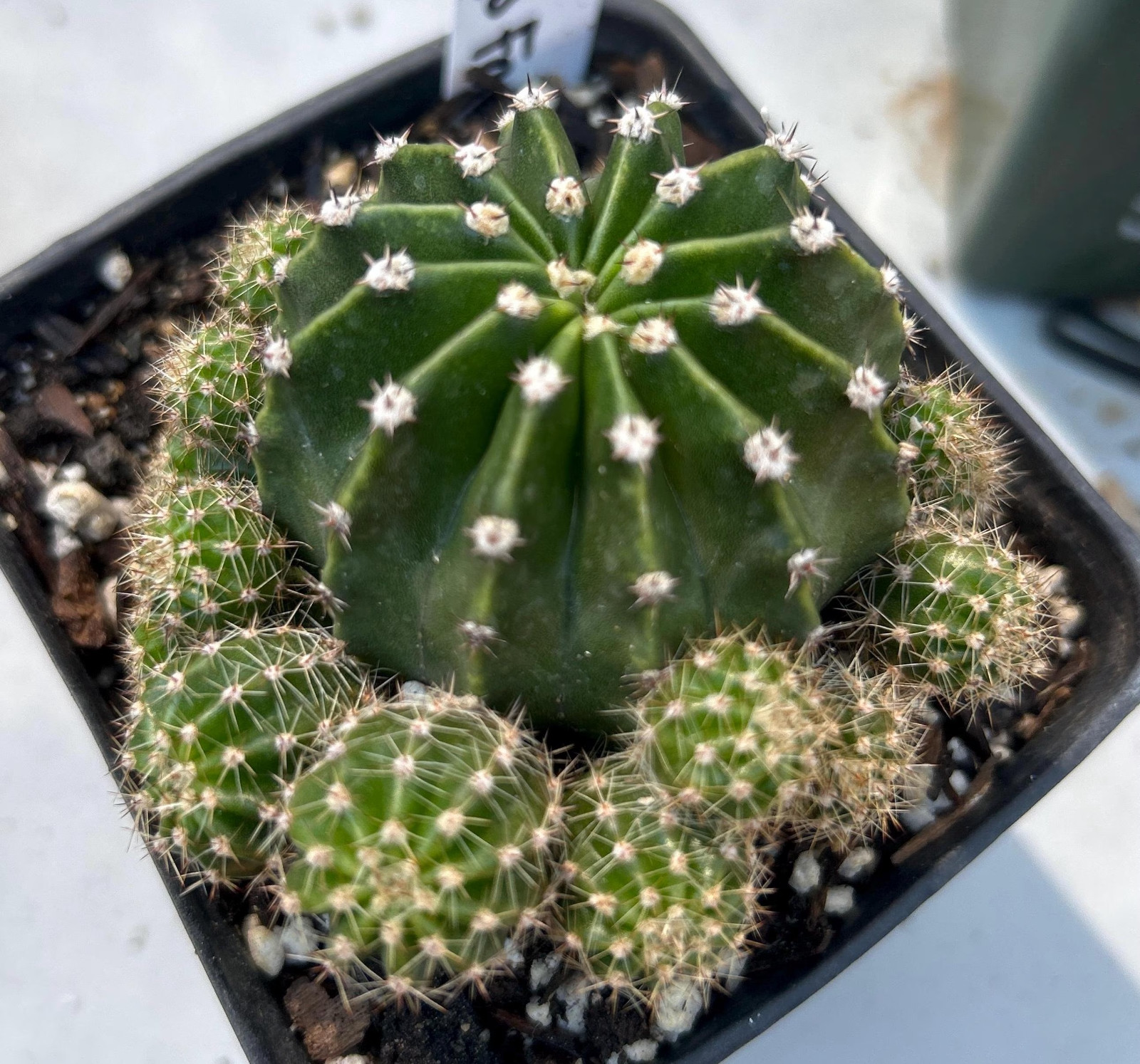 CLUMP,Echinopsis,Hybrid,GILLYS FAVORITE,Profuse,Blooming,Cactus,Plant,Landscape